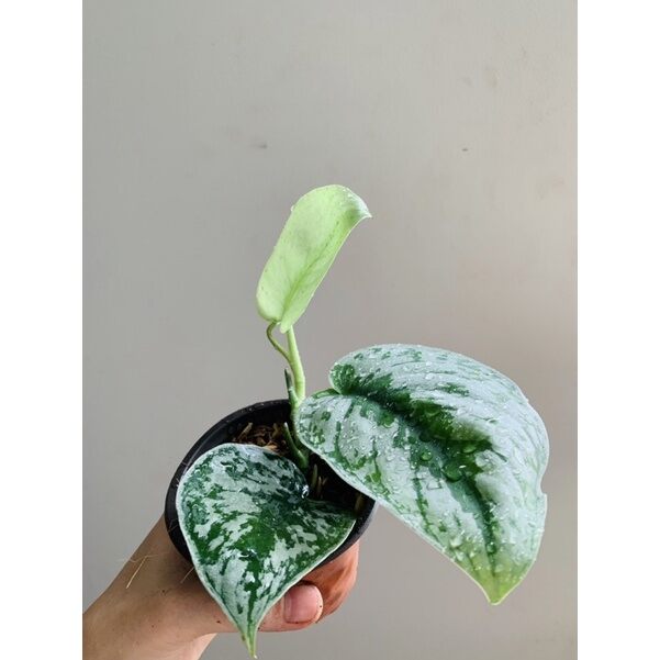 ♧♧♧♧ Cây Scindapsus pictus Exotica (Trầu Bà Exotica)