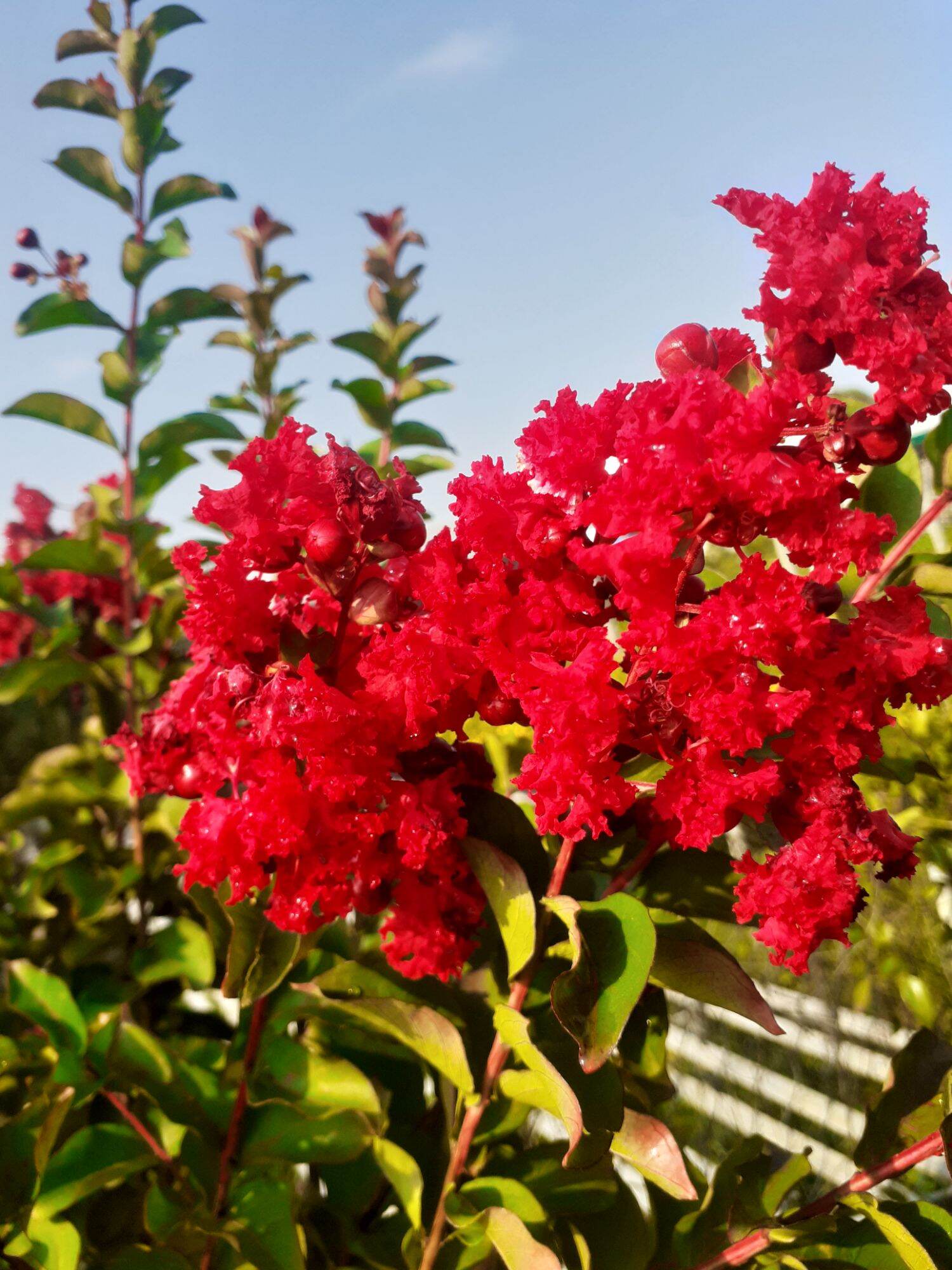 Cây Tường vi Hoa đỏ lá xanh