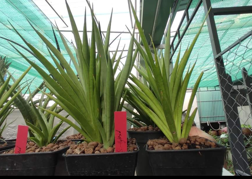 Cây lưỡi hổ lai - Sansevieria Fufu
