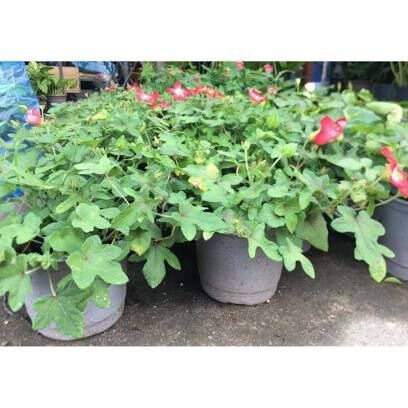 50 hạt giống sâm bố chính