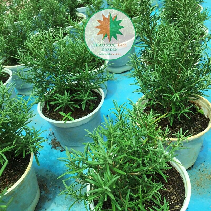 Chậu Cây Hương Thảo ( Rosemary), Cây được ươm  trồng hoàn toàn ở Khánh Hòa