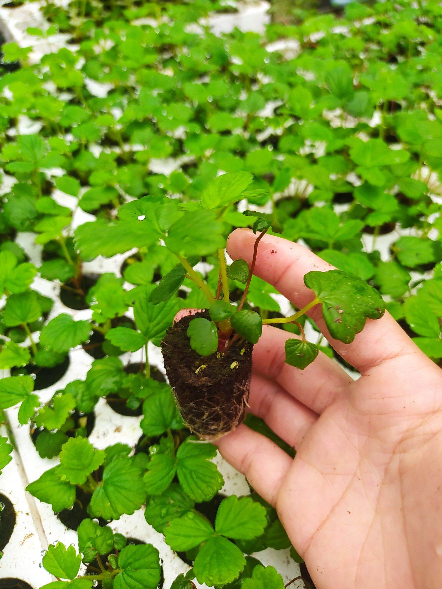combo 10 cây dâu cấy mô úc