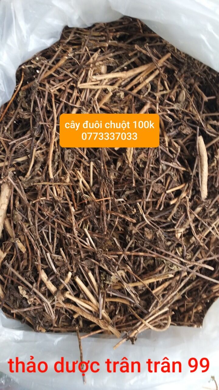 Cây đuôi chuột phơi khô 1kg