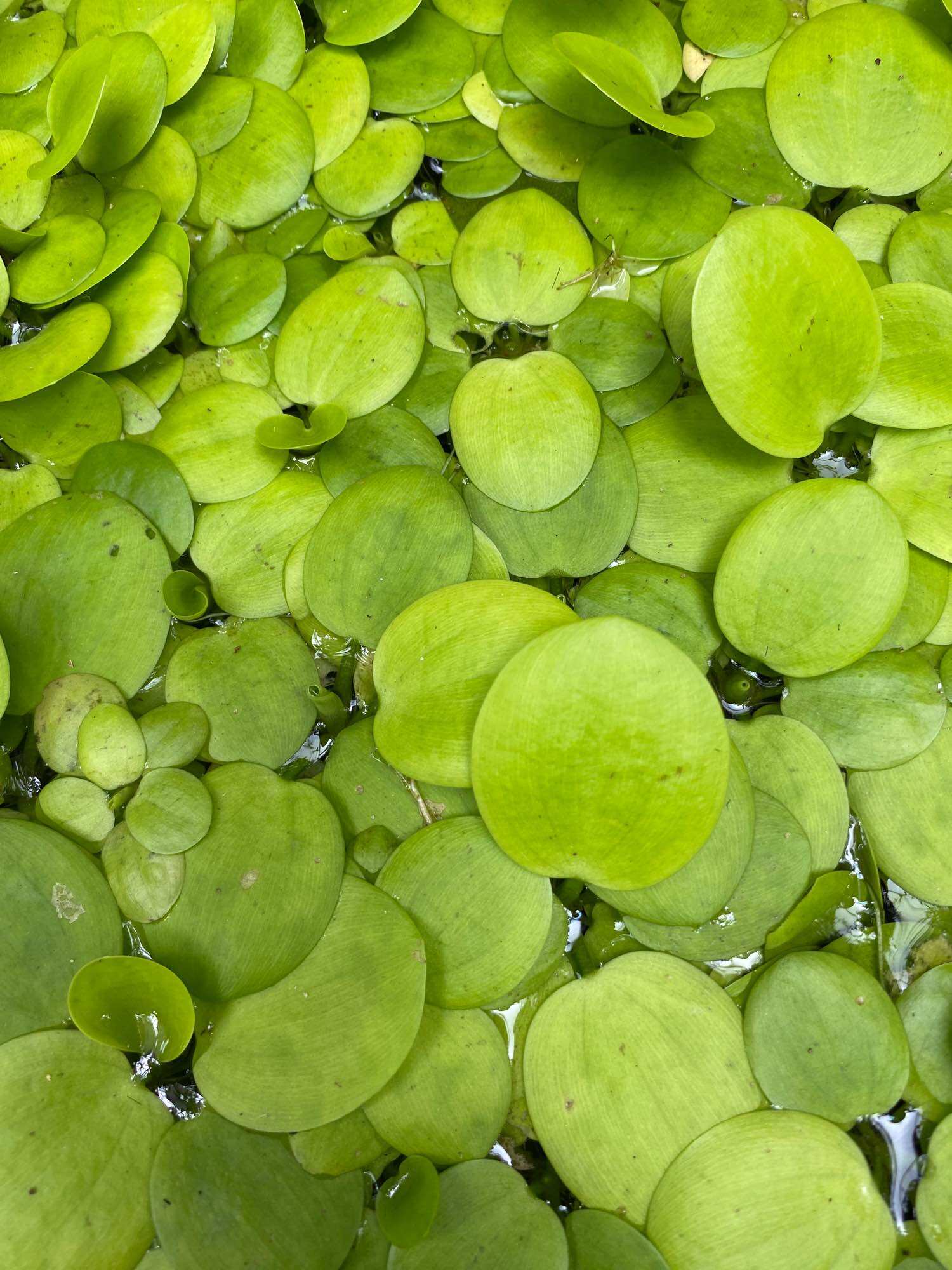 15 cây Bèo Nhật thủy sinh