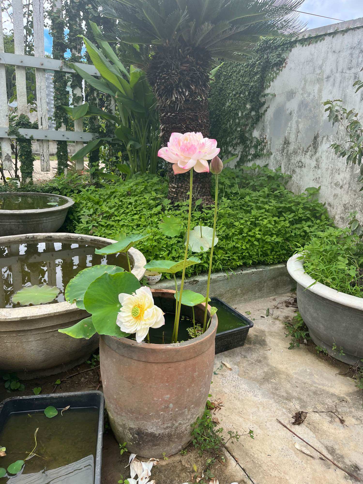 củ giống sen super siêu sai hoa