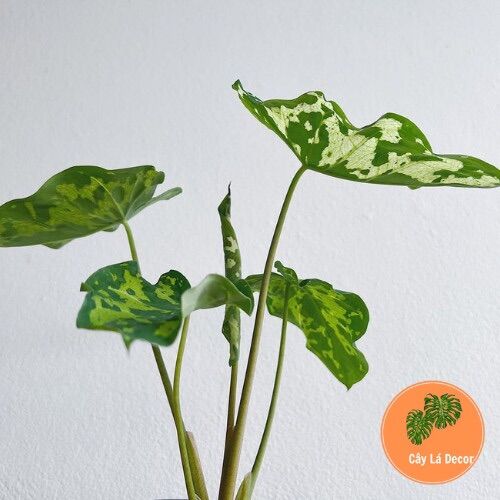 Alocasia Hilo Beauty ( Môn Áo Lính)