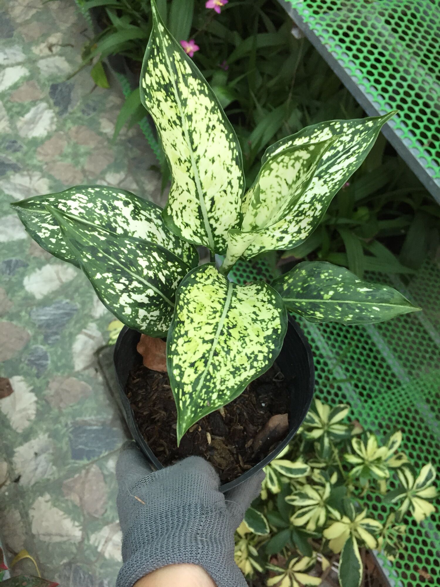 Cây Ngọc ngân