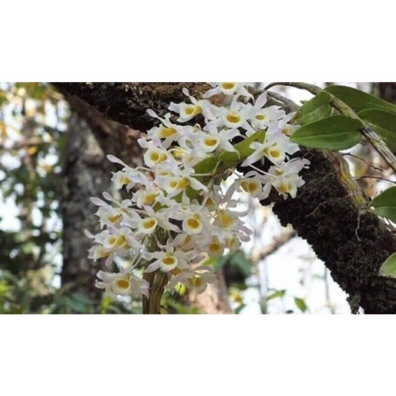 Hoa Lan Quý Hiếm Hoàng Phi Hạc(1 khóm)