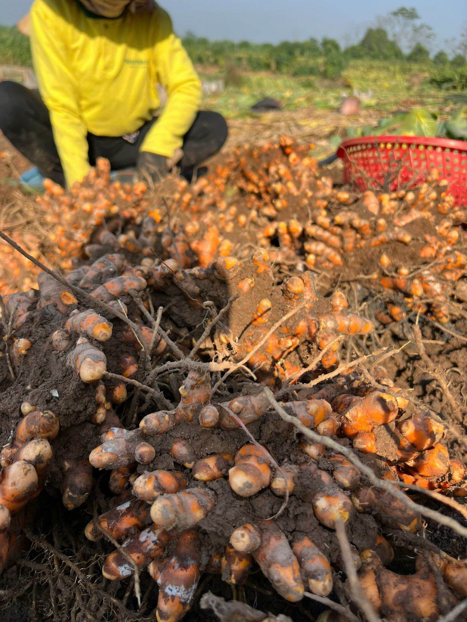 Tinh Bột Nghệ Đỏ 1kg