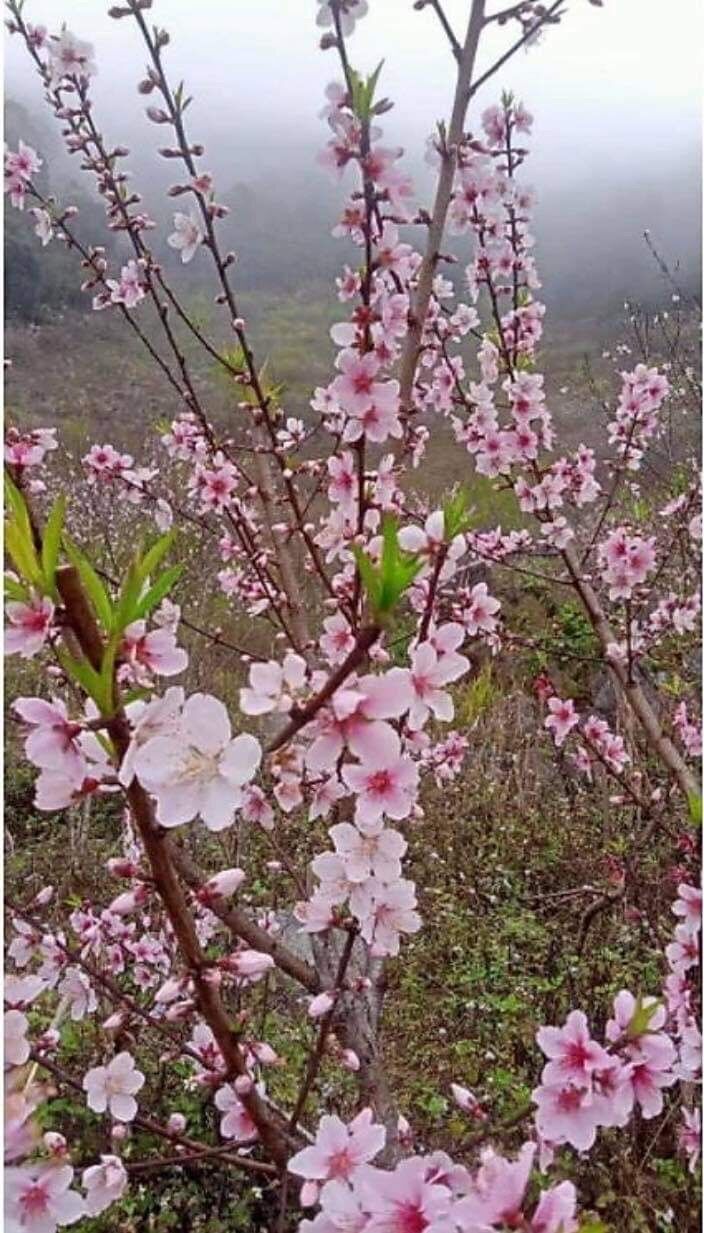 Đào phai 5 cánh, đào cánh kép