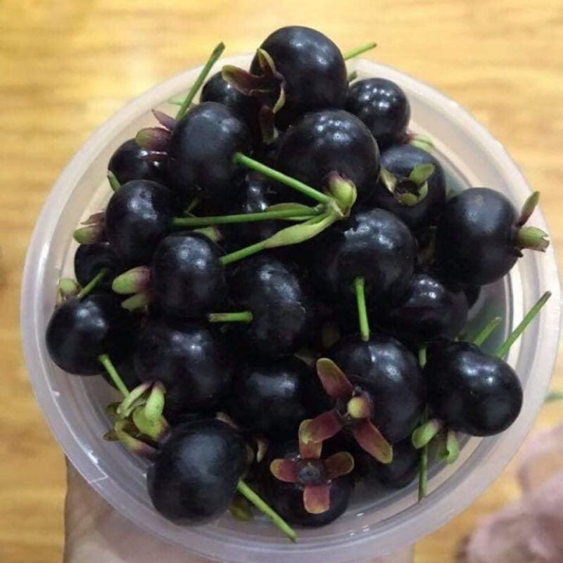 Cây Cherry Brazil cao trên 1 mét