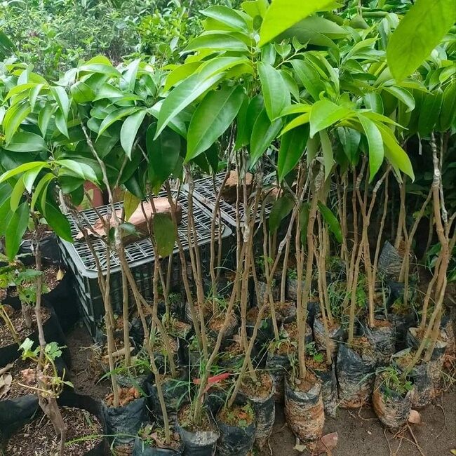 Cây giống Vải hạt lép, ko hạt