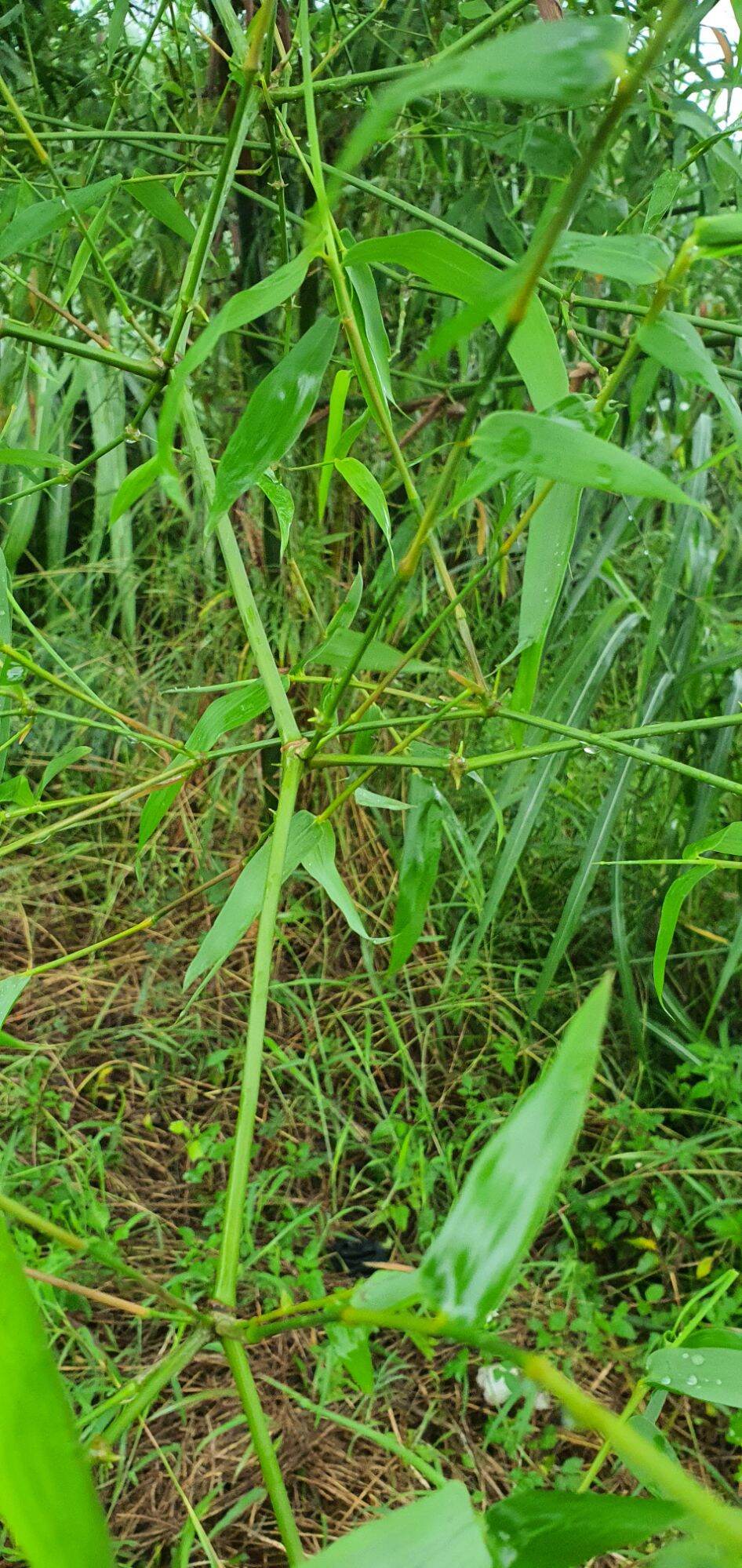 lá tre gai tươi 500g