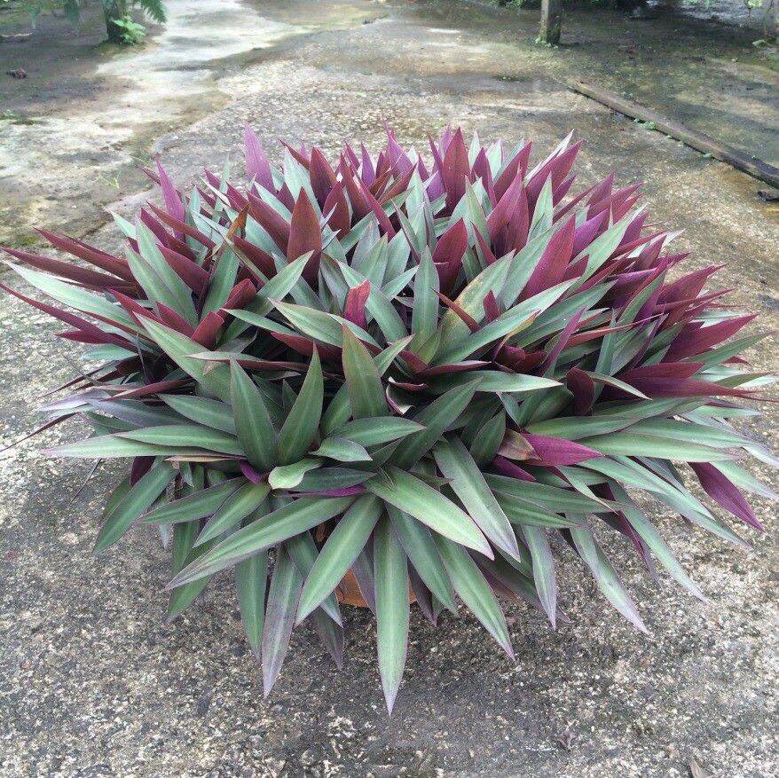 cây sò huyết (  cây lẻ bạn ) 4 cây giống