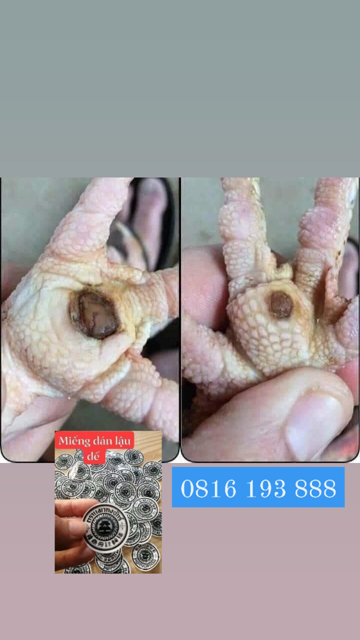 T huốc gà chọi Trang Gà - Cao dán lậu đế cho gà