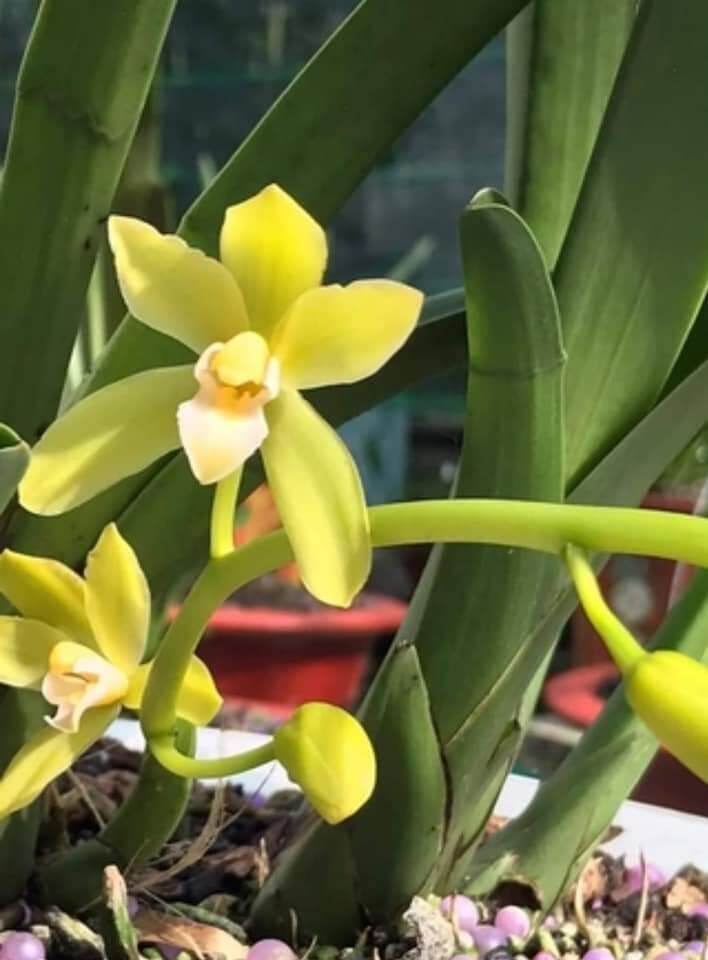 5 tép kiếm vàng tây ninh cây trưởng thành năm thứ 3 mua 5 tặng 2