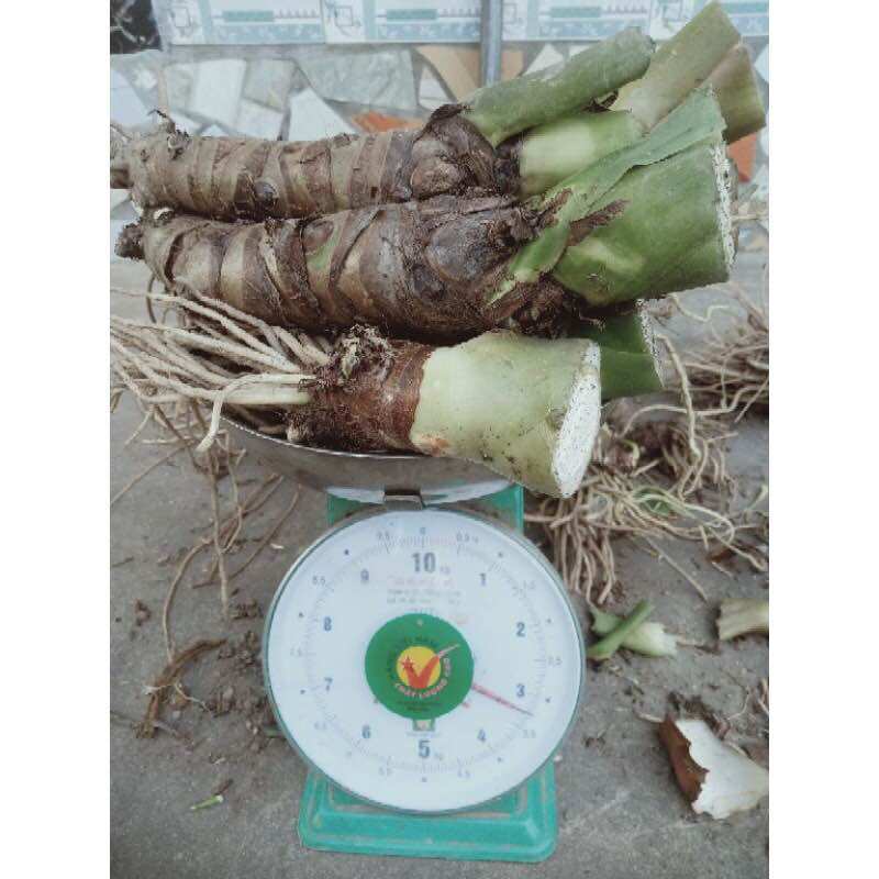 Cây giống bạc hà núi 1 cay -mua 5 cây tặng 2
