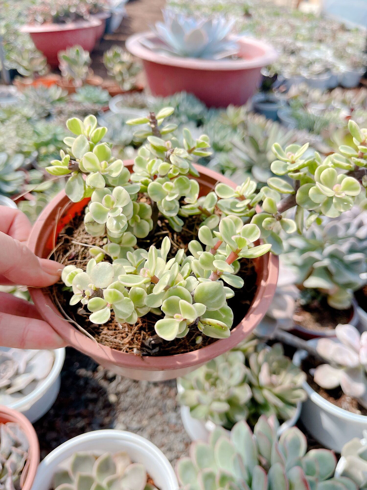 Sen đá đô la size tô 7-9 cm xuất vườn đà Lạt