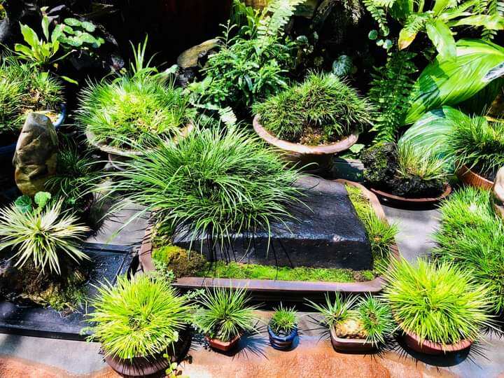 Cây cỏ thơm,thắng cố,thạch xương bồ (Gia vị nấu món Thắng cố)