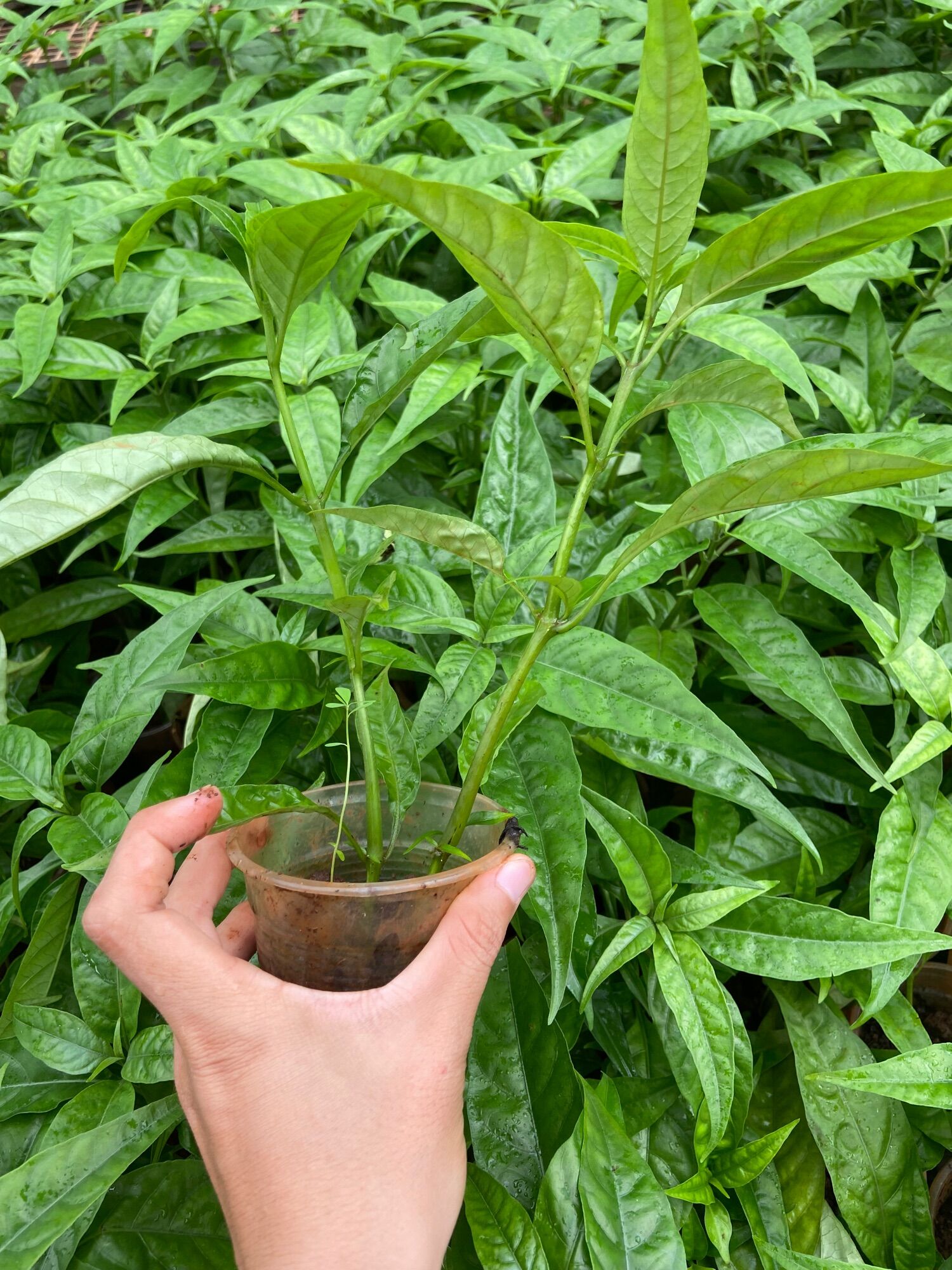 Cây giống hoàn ngọc trắng