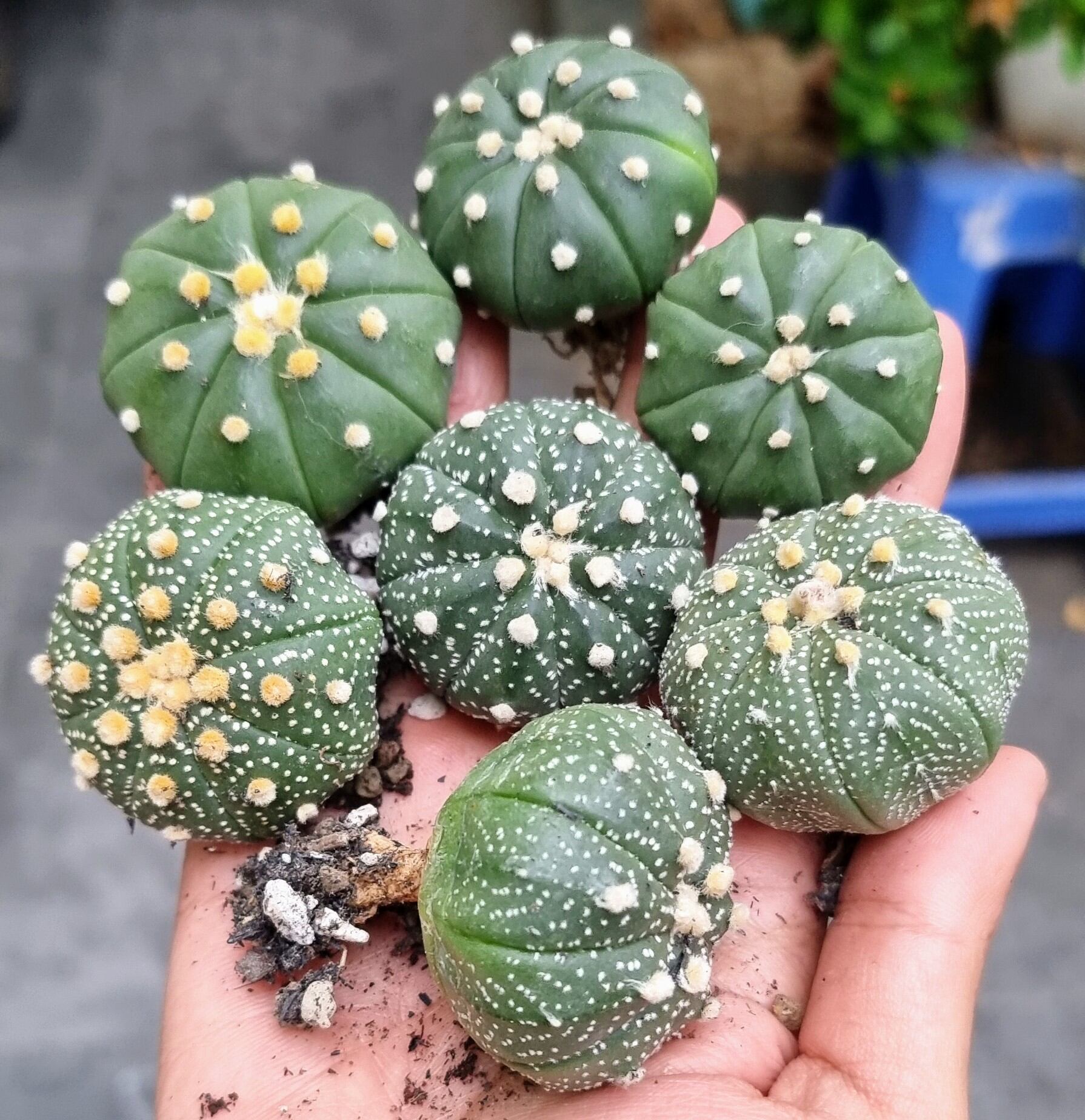 Xương rồng aster combo 6 cây to rẻ đẹp size từ 3.5cm đến 5 cm