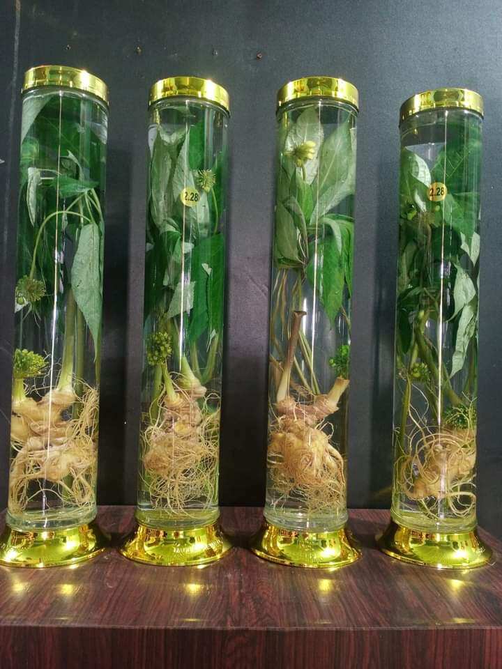 Sâm ngọc linh ngâm 1 bình 2,28 lít