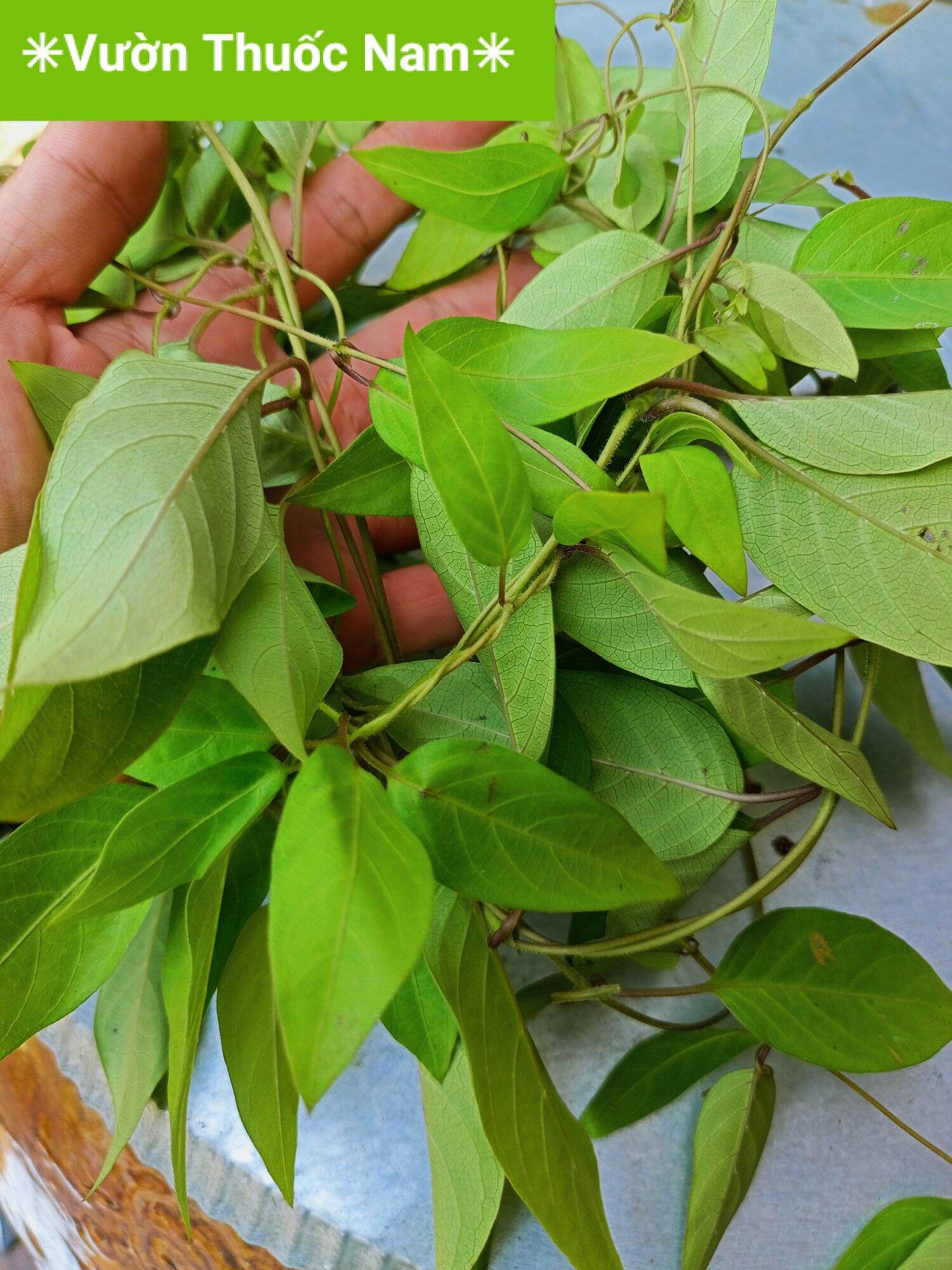 combo 3kg lá mơ rừng ( cắt cả dây )  lá mơ trơn , lá thúi địt