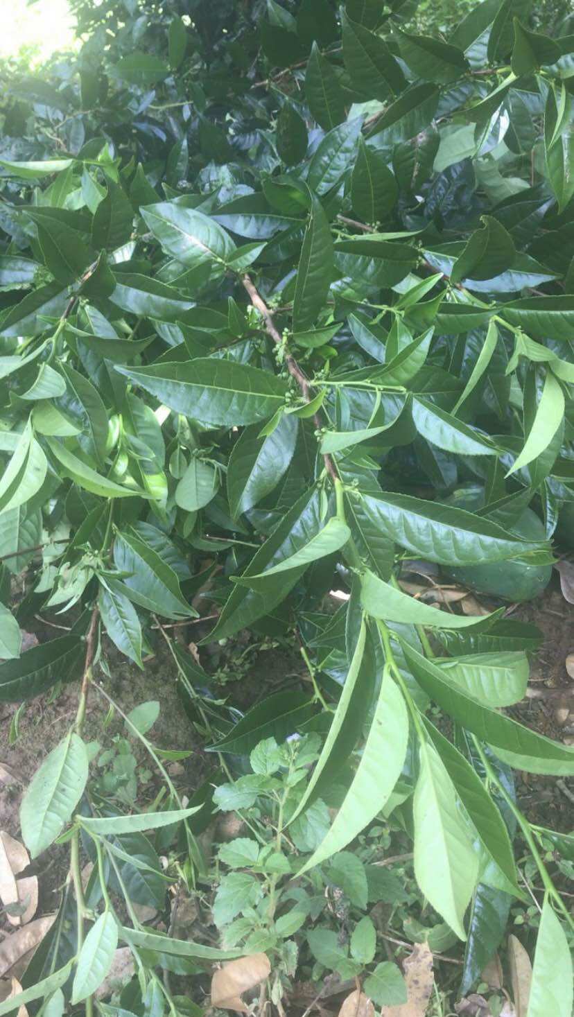 1kg lá trà xanh tươi Lâm Đồng