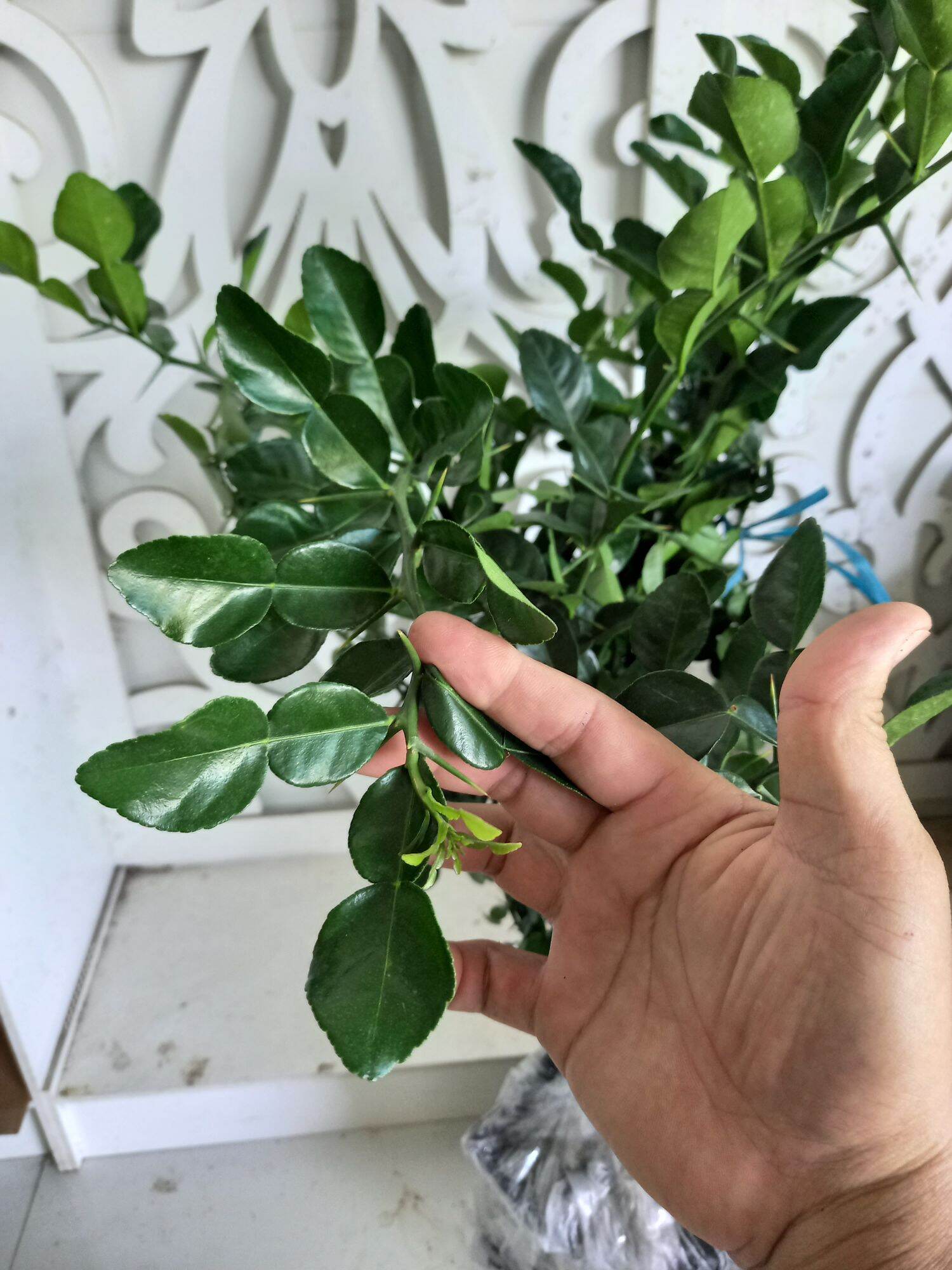 cây chúc hấp gà,tôm,cua.