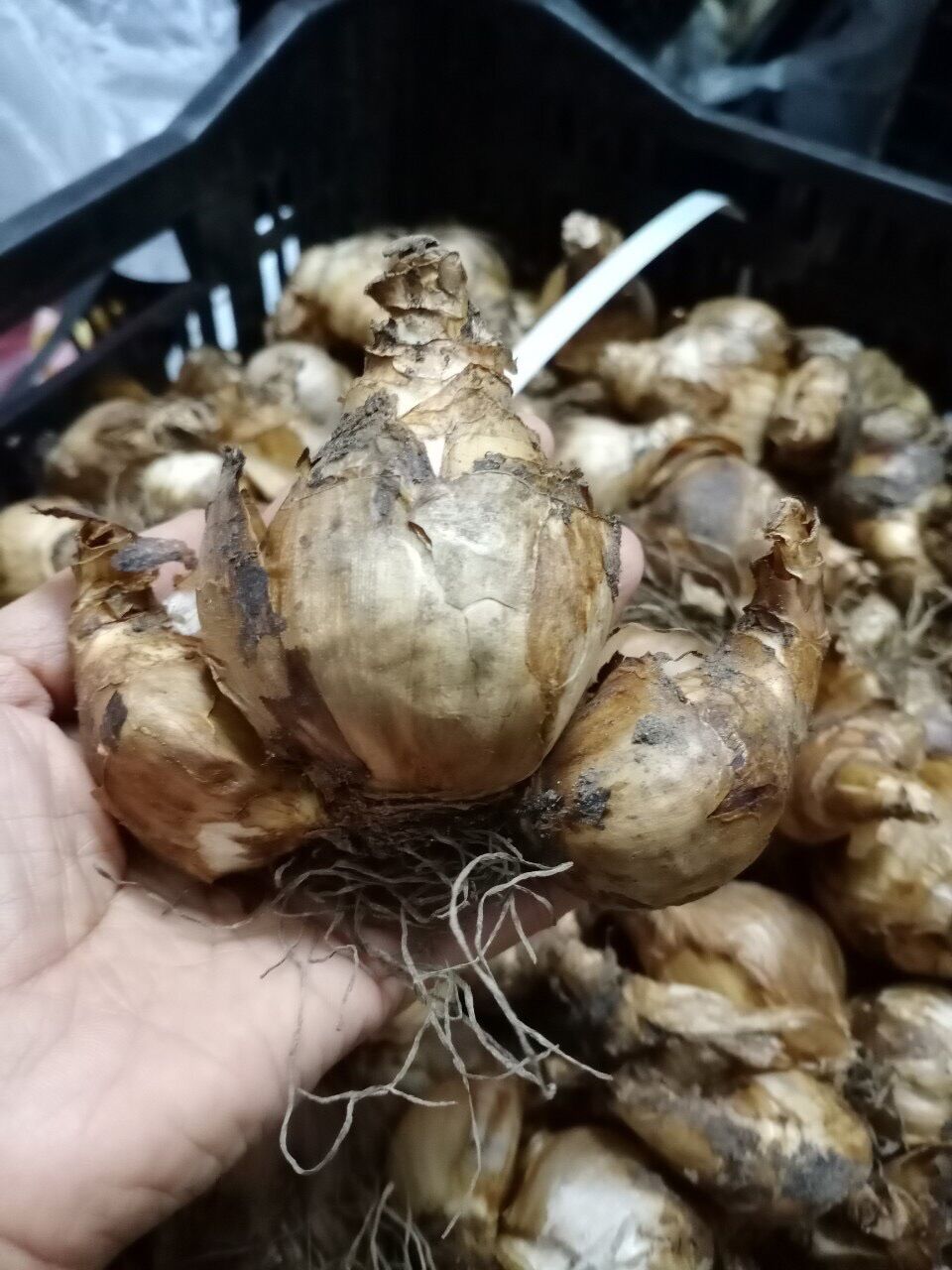 Củ hoa Thuỷ tiên Hà Lan