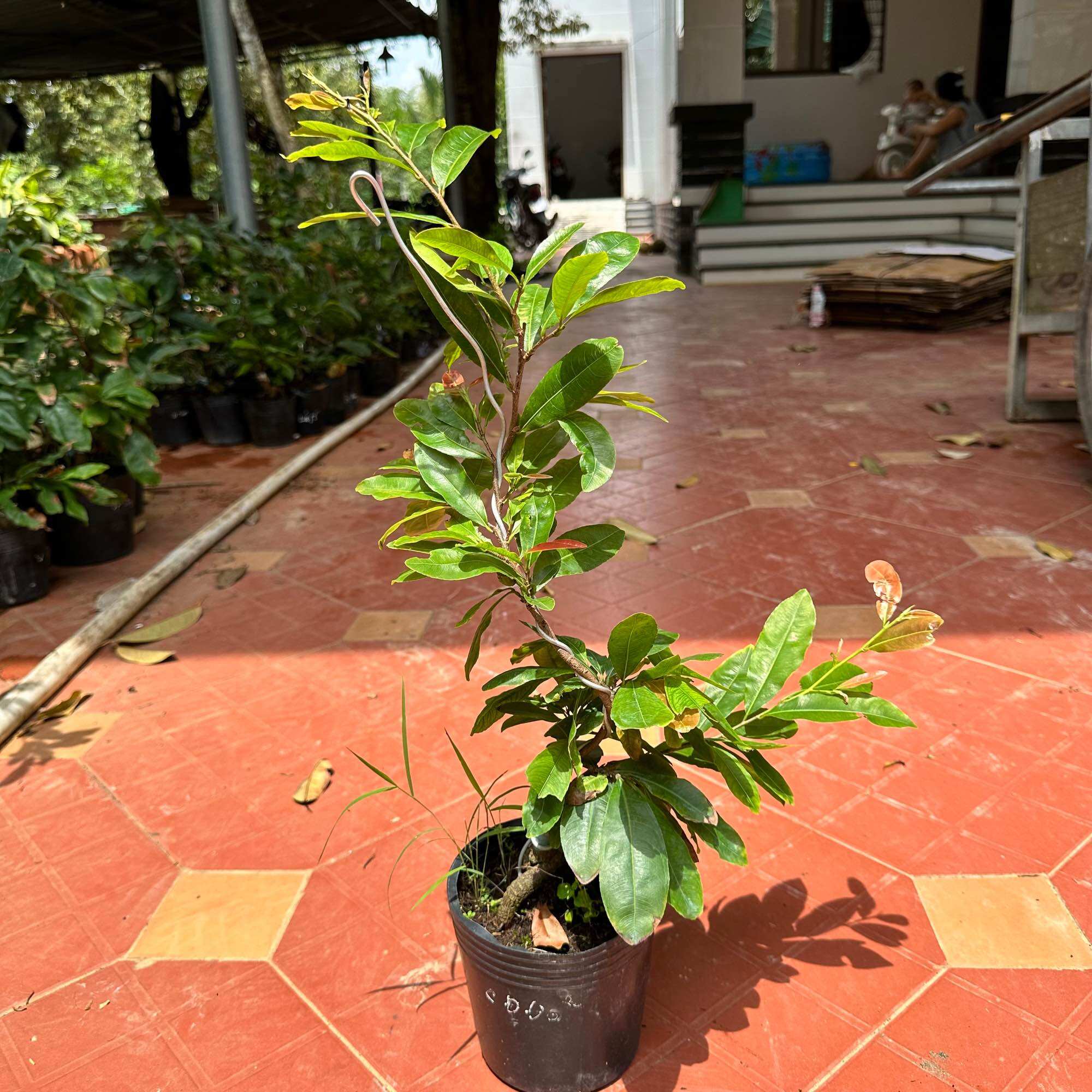 Cây mai cúc đọt đỏ - từ 24-50 cánh, đọt non màu đỏ, bonsai gốc đẹp