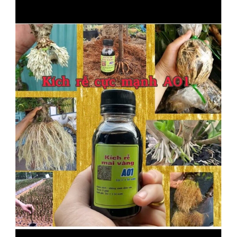 kích rễ A01 ( tặng 3 po nhị ngọc toàn
