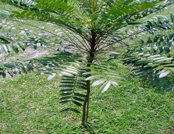 rễ cây mật nhân khô 1kg