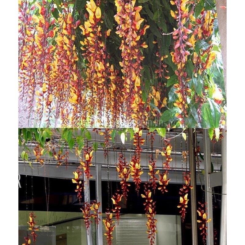 cây giống hoa tường vy