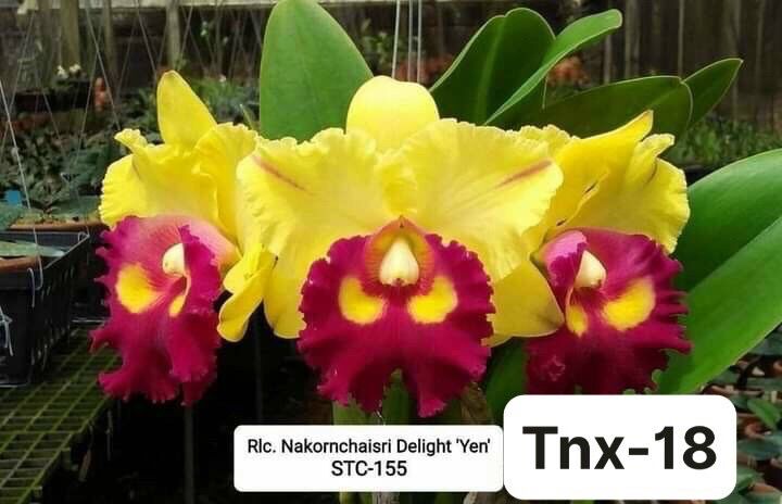 TXN61 - Hoa Lan Cattleya Nakornchaisri Deligh Yen