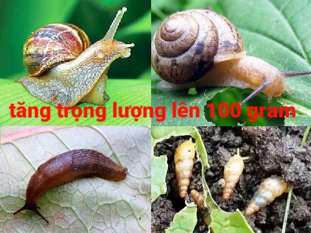 Thuốc diệt tất cả các loại  ốc sên _ốc bươu vàng _ốc quắn hại cây trồng  đều chết