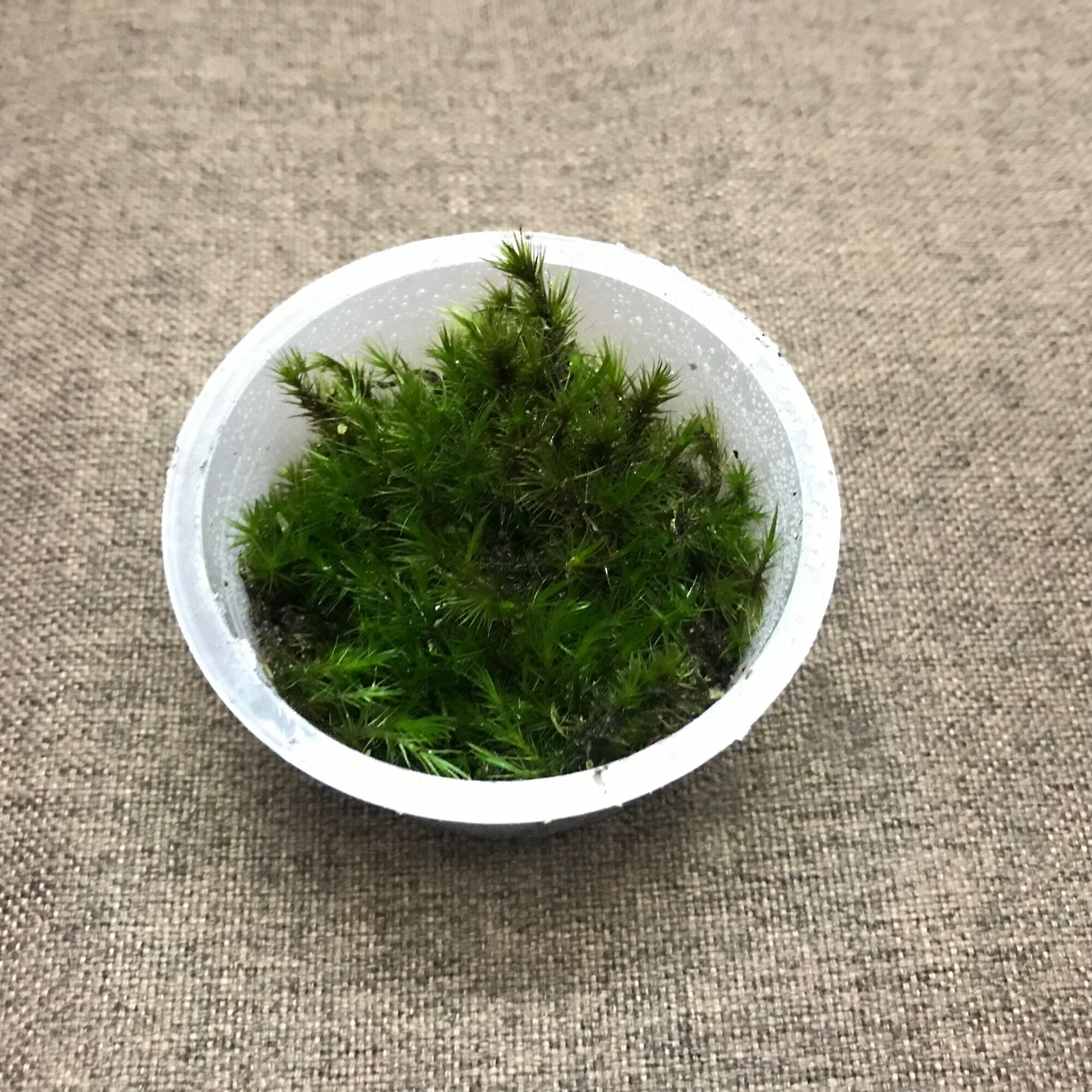 Hộp rêu Haircap size 6,8x3cm