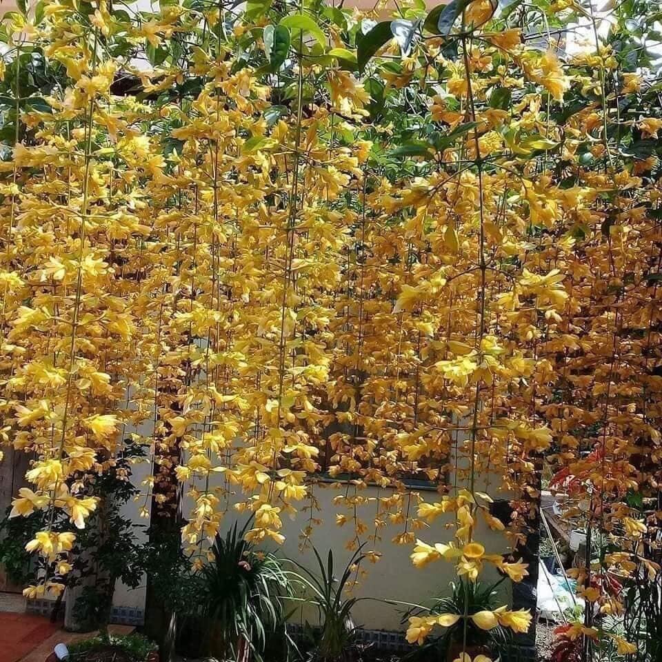 Cây lan hoàng dương