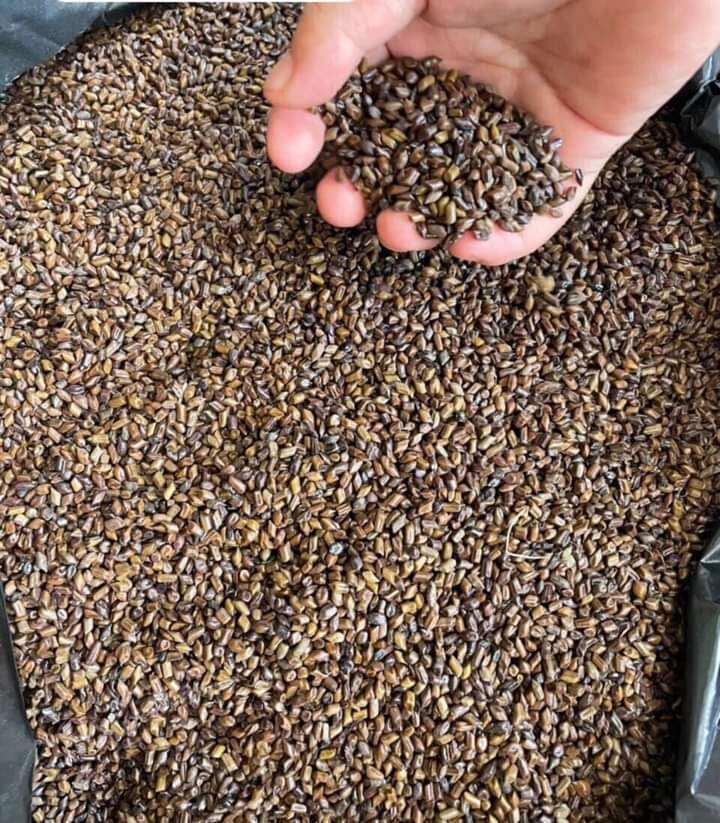 5 kg thảo quyết minh ( hạt muồng)