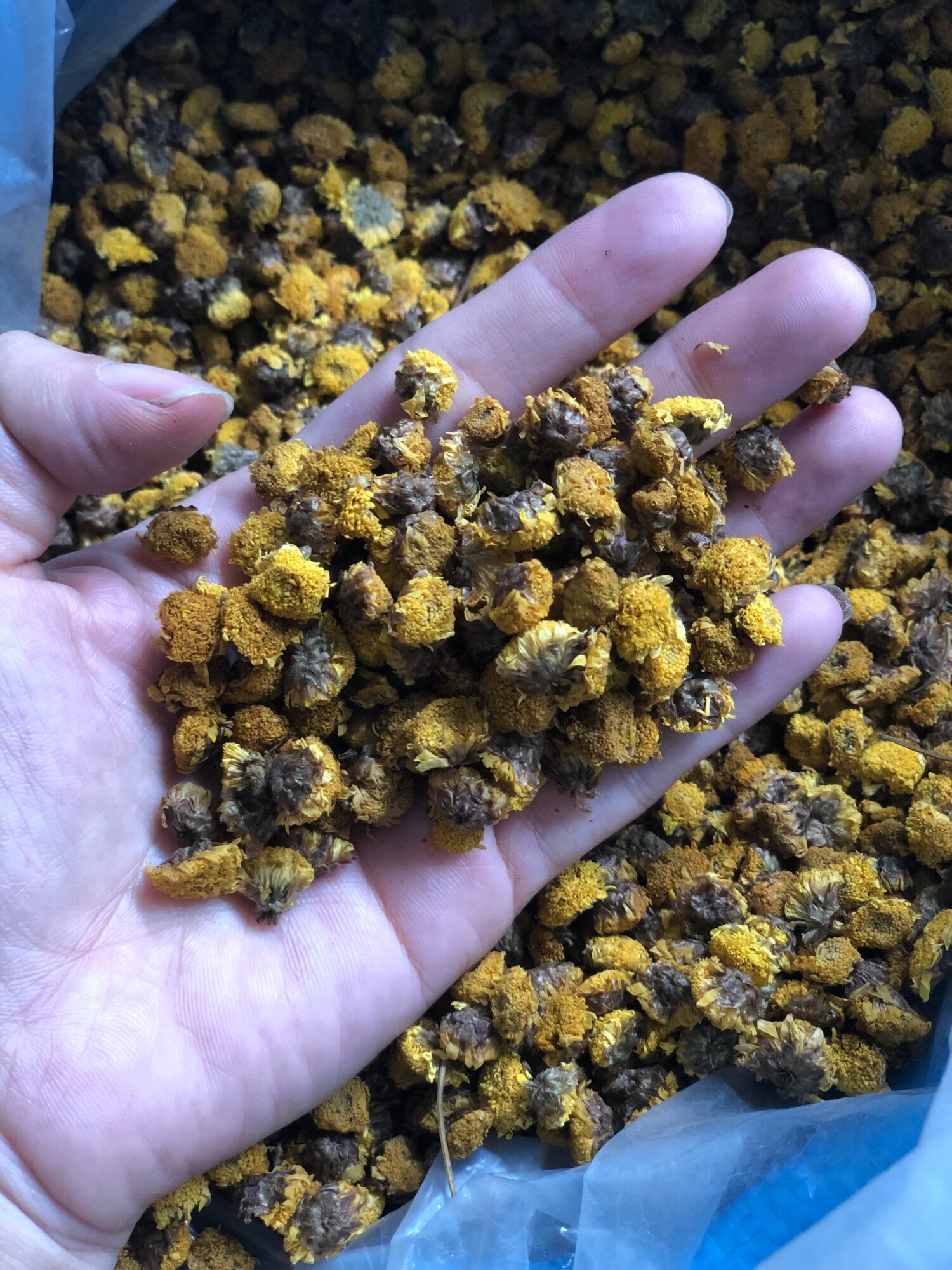 Sỉ 1kg trà hoa cúc nụ