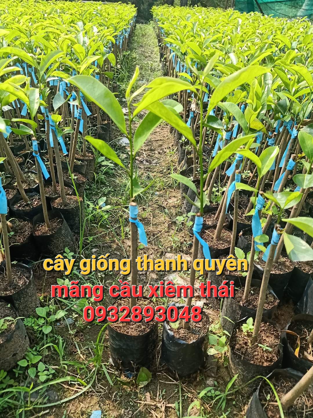 Cây giống mãng cầu xiêm thái hay còn gọi mãng cầu gai