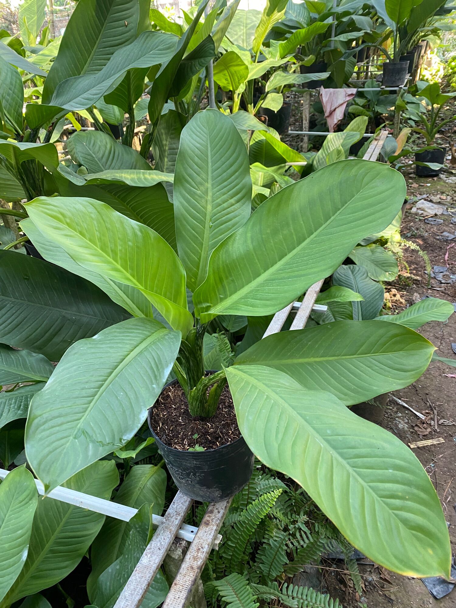 Cây đại phú gia ( cao 60 đến 80 cm)