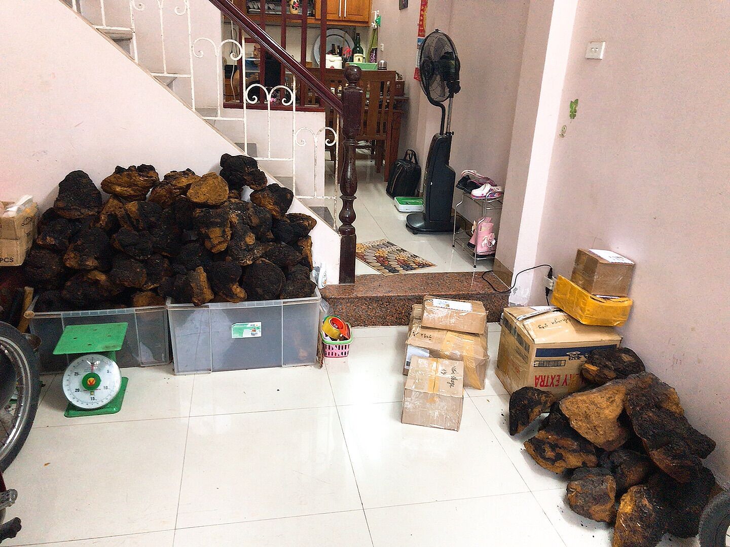 Nấm chaga nga hàng tuyển 700k/kg