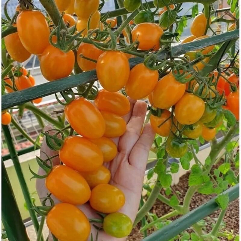 Cây giống cà chua nova vàng