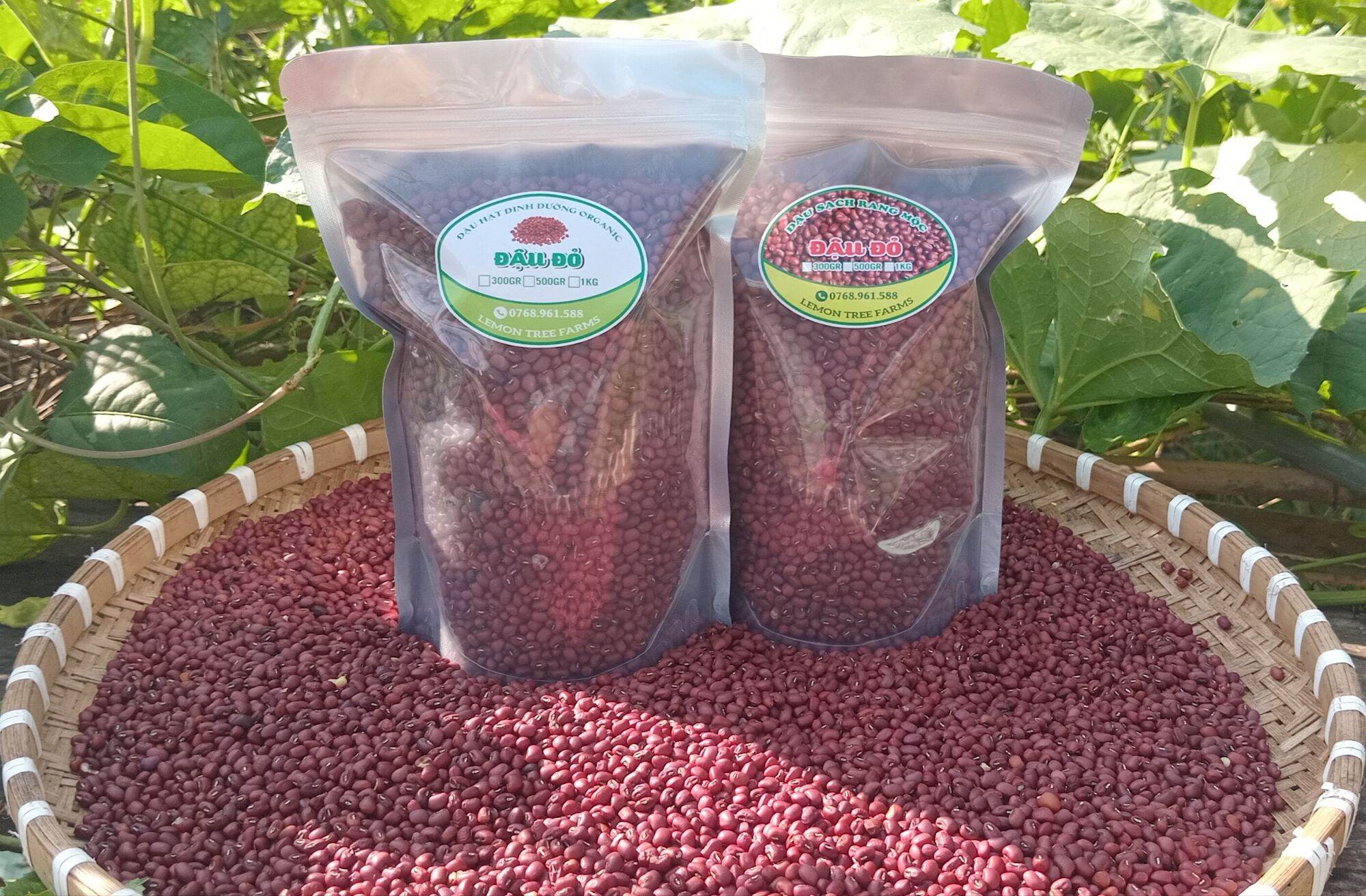 ĐẬU SẠCH NHÀ TRỒNG-HẠT ĐẬU ĐỎ HỮU CƠ