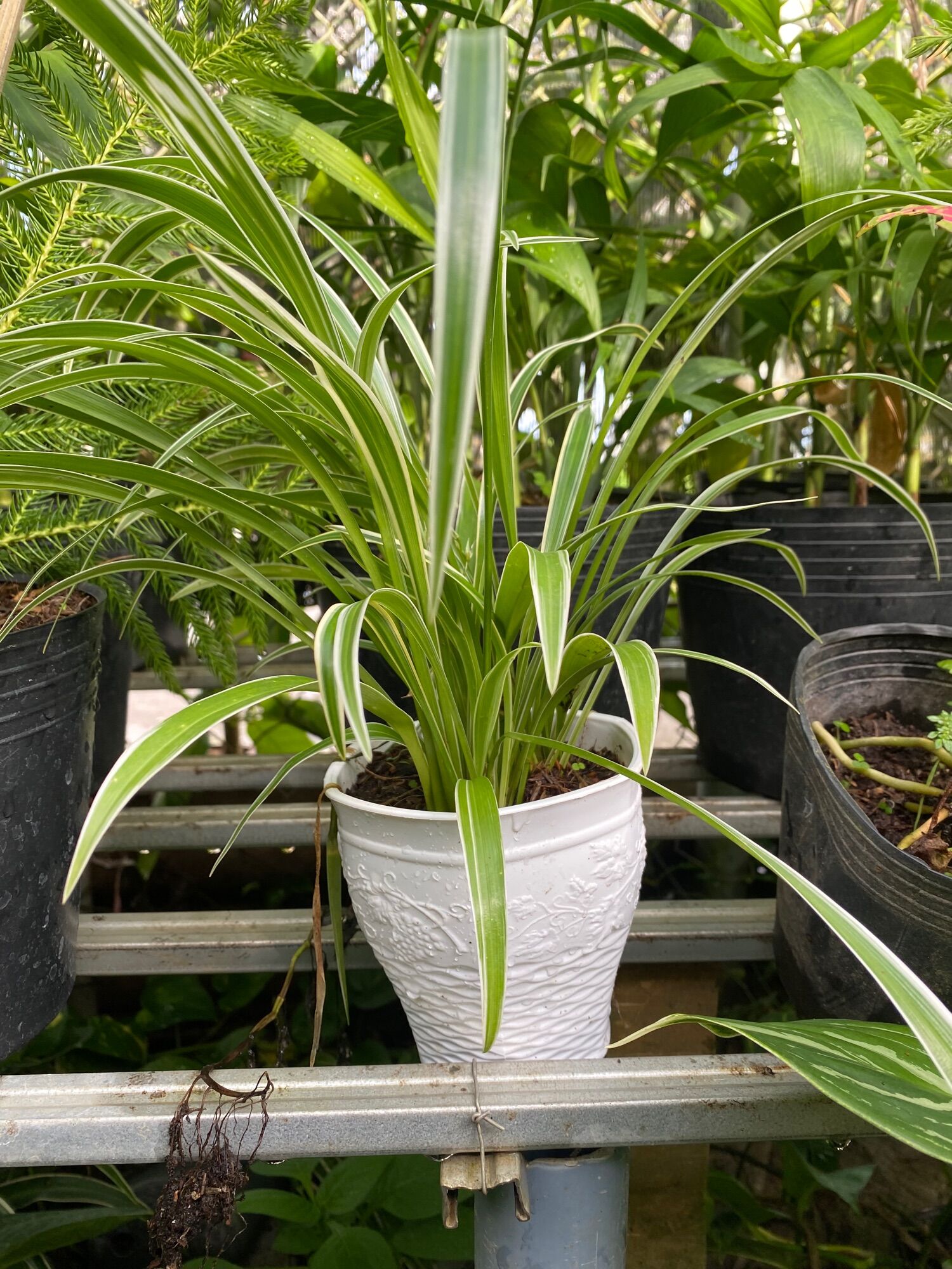 Cỏ lan chi ( ngải nàng rù )