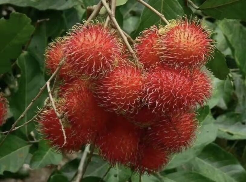 Cây Chôm Chôm Thái