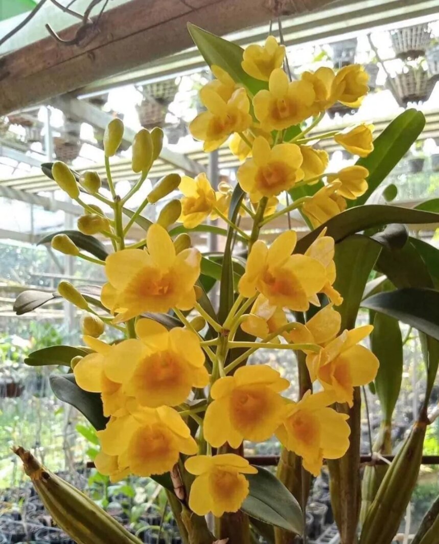 Cây giống Lan Hoàng Lạp