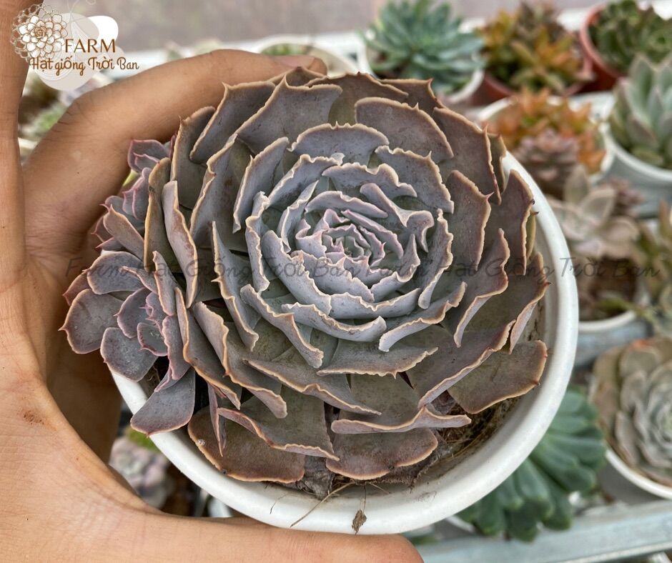 SEN ĐÁ CẢI LIGHT PURPLE SIZE TRUNG BÌNH LỖI 1 ĐỔI 1