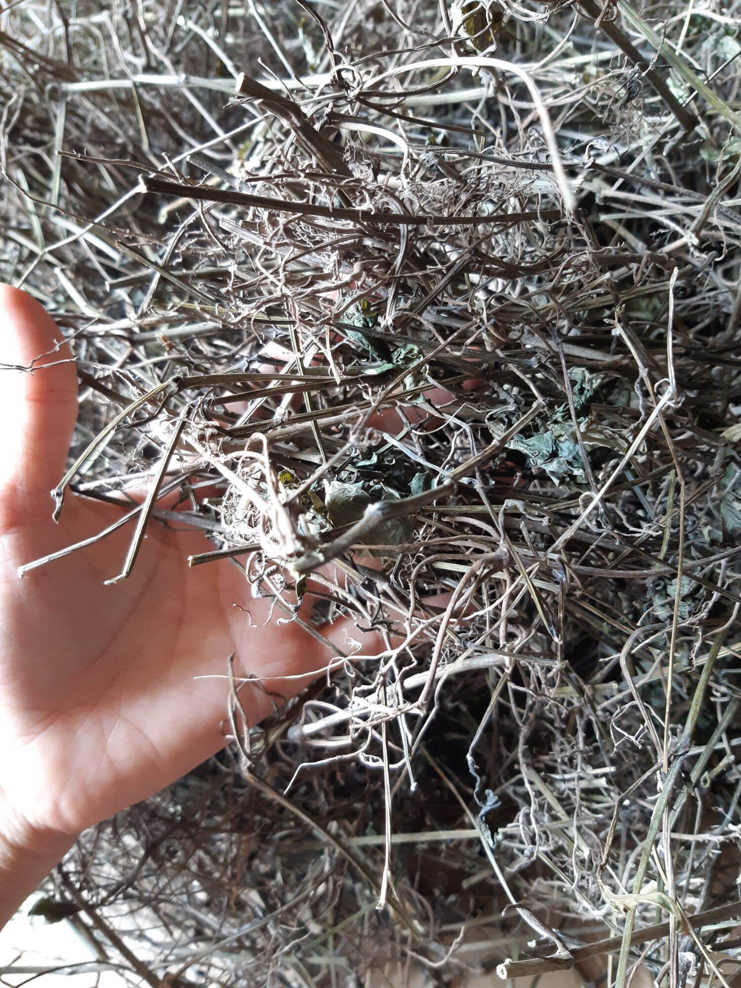 1kg cây lá lốt khô hàng chuẩn sạch 10 0%